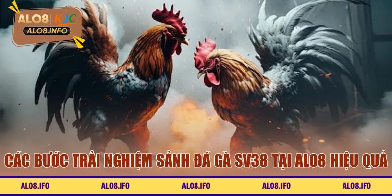 Các bước trải nghiệm sảnh đá gà SV38 tại ALO8 hiệu quả