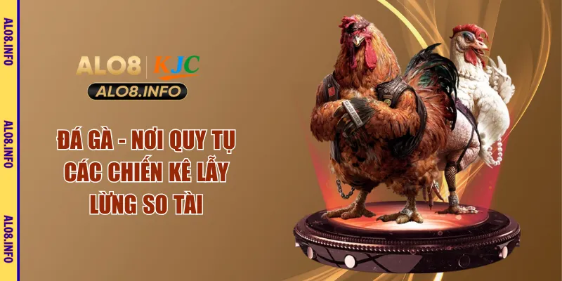 Đá gà - nơi quy tụ các chiến kê lẫy lừng so tài