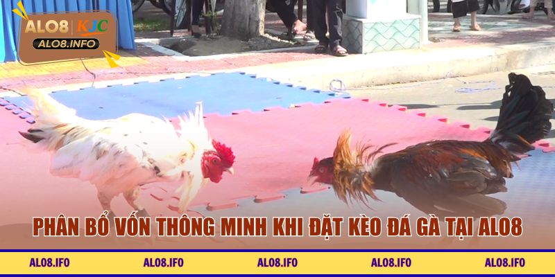 Phân bổ vốn thông minh khi đặt kèo đá gà