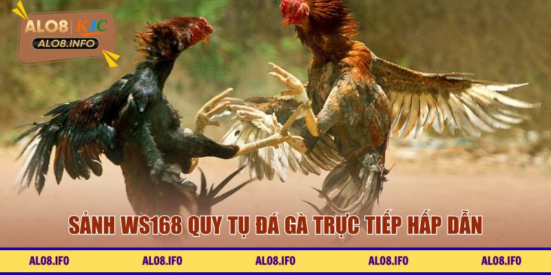 Sảnh WS168 quy tụ đá gà trực tiếp hấp dẫn